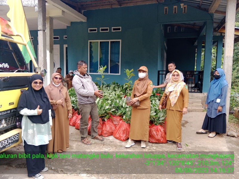 Penyaluran Bantuan Bibit Pala di Kelurahan Latuppa